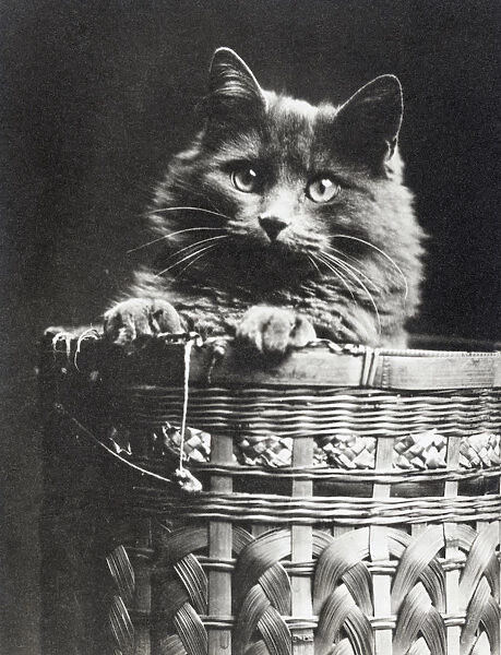 Cat in a basket SAM01 / 04 / 0036