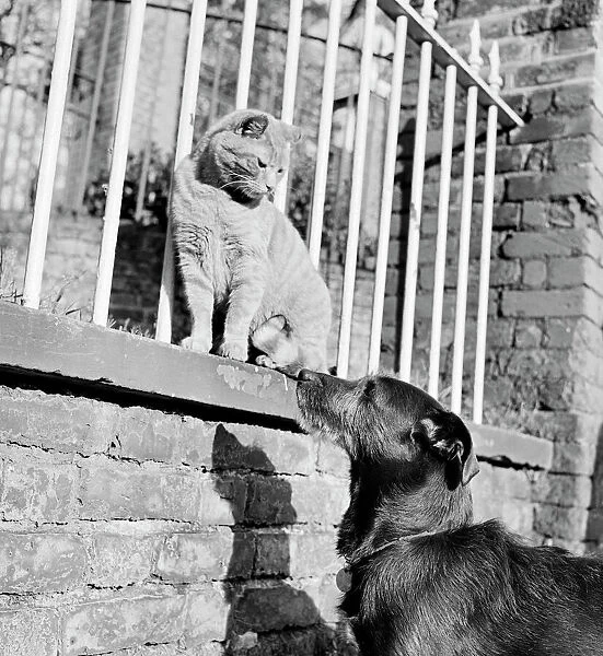 Cat and dog a072439