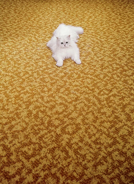 Cat FF003160. A white Chinchilla Persian cat on a Kosset carpet