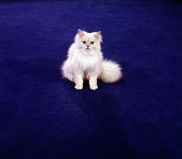 Cat FF003176. A white Chinchilla Persian cat on a blue-coloured Kosset carpet