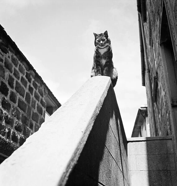 Cat perch a086641. A tabby cat sitting on top of a wall beside a house,