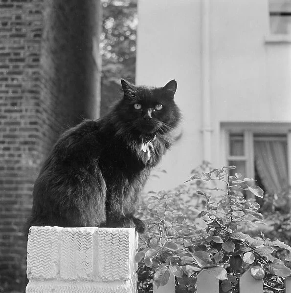 Cat perch AA084435. A black British longhair cat sat upon a white brick