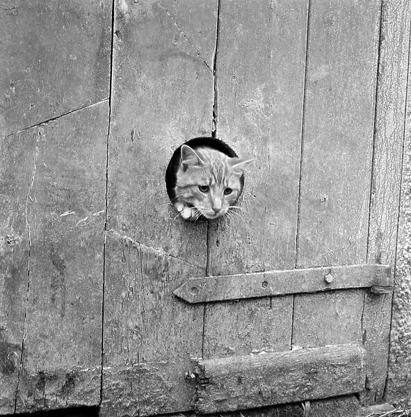 Cat window AA086660. A cat peering out from a circular hole cut into the
