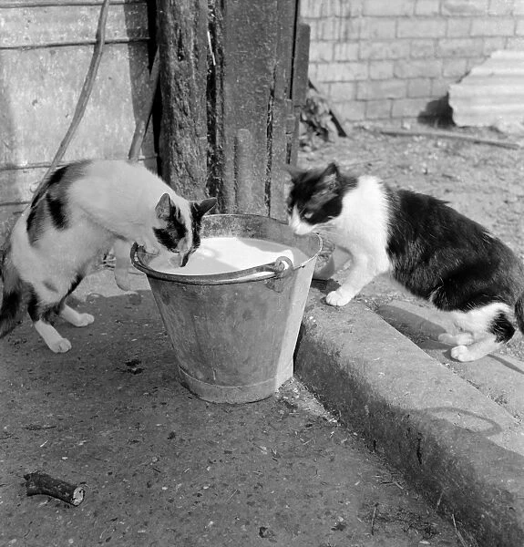 Cats like milk AA076242