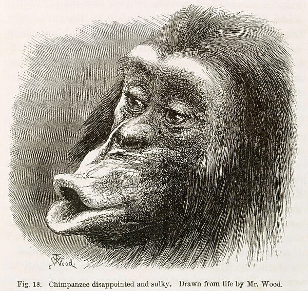 Chimpanzee. Illustration from Expression of Emotions... by Darwin K970320