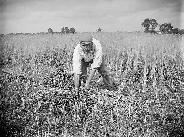 Corn harvest, Haddenham, Buckinghamshire AA97_05375