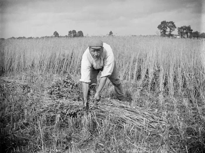 Framed Print : Corn harvest, Haddenham, Buckinghamshire a97_05375