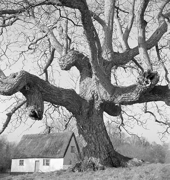 Cottage and tree AA074259
