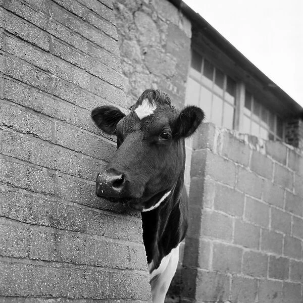 Cow a092274. A cow peers around the corner of a brick buttress at an unidentified