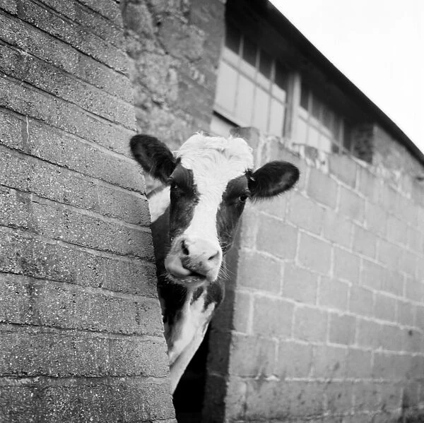 Cow AA092314. A cow peers around the corner of a barn's buttress 