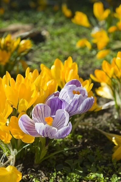 Crocuses DP074673. Spring flowers. Detail of yellow and purple and white Crocuses