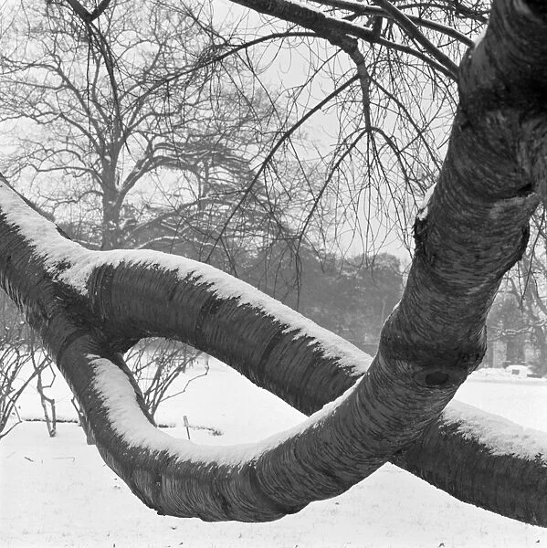 Curved branches AA064273