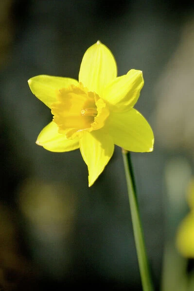 Daffodil N070977. Detail of Daffodil flower