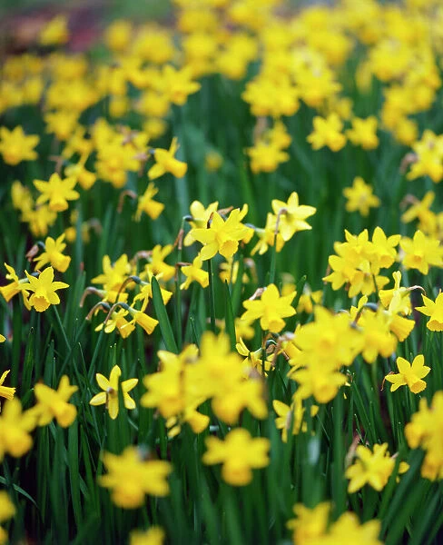 Daffodils K060052. A sea of daffodils