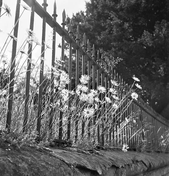 Daisies a069851. Large daisies growing through spear-headed railings atop