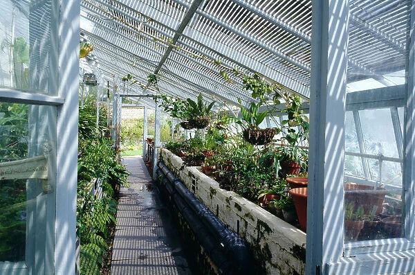 Darwins greenhouse K030561