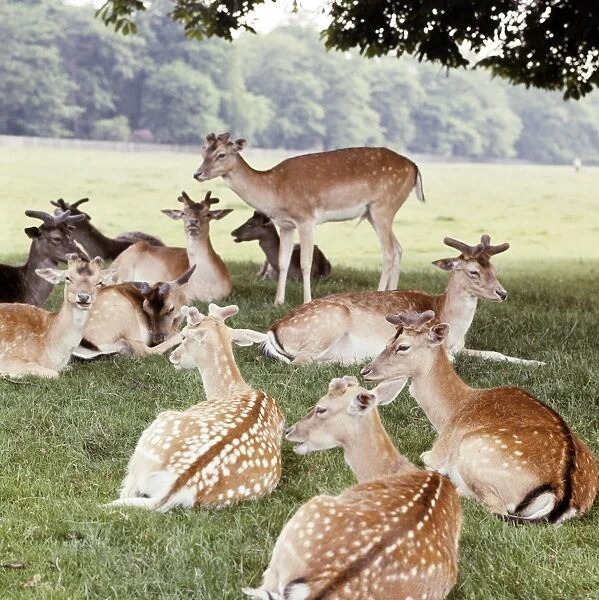 Deer FF003094. Richmond Park, Kingston Upon Thames, Greater London