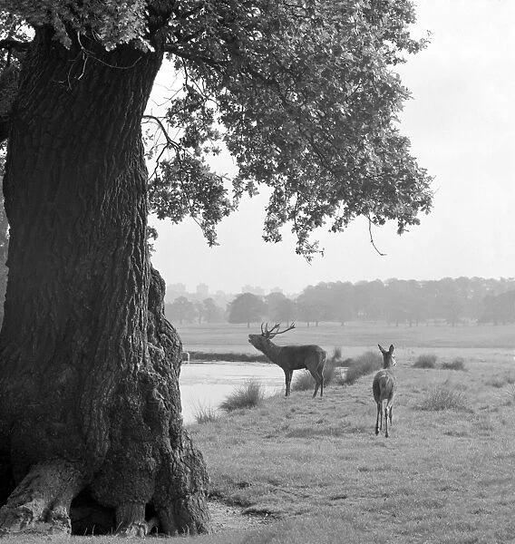 Deer in Richmond Park AA064115