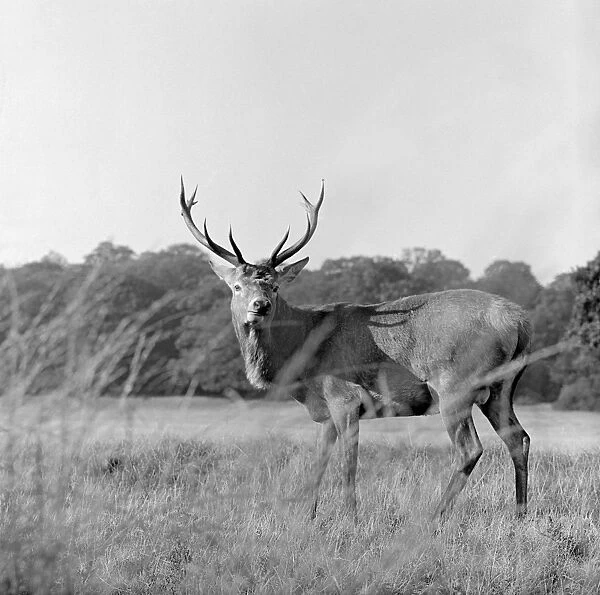 Deer Stag AA064423. RICHMOND PARK, Greater London