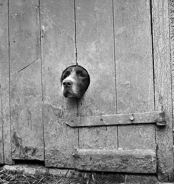 Dog AA086653. A springer spaniel peering out from a small circular hole