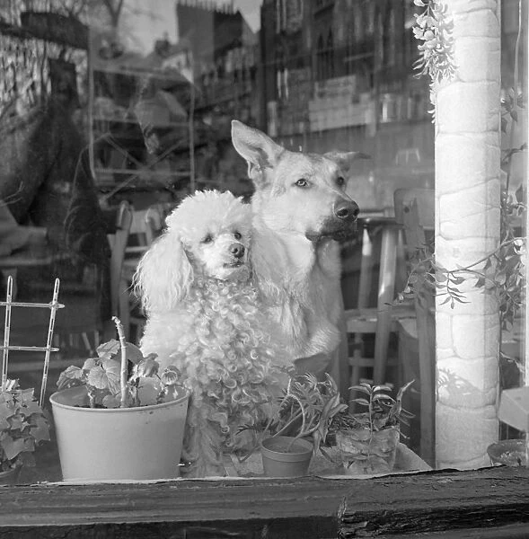 Dogs AA071614. A white poodle and a German Shepherd dog sitting looking