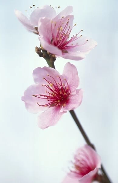 Duke of York peach blossom M070120