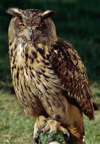 Eagle Owl M040222. Falconry. Eagle Owl