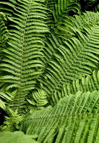 Fern DP069238. Detail of fern leaves