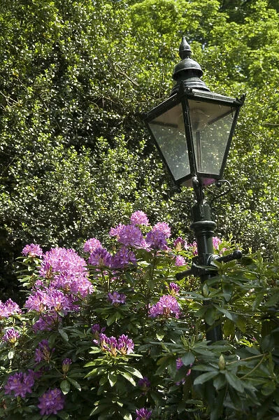 Flower lantern DP053975
