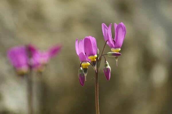 Flowering alpines N080164