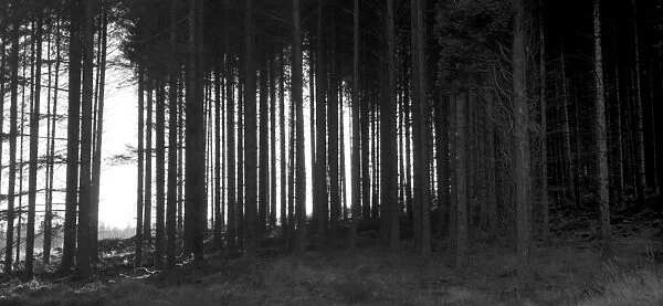 Forest trees DP082119