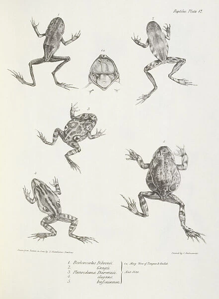 Frogs K030073. DOWN HOUSE, Kent. Engraving of frogs including 'Pleurodema Darwinii'