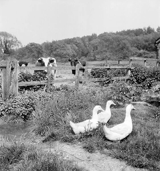 Geese a069829. A farmyard view of three white geese watched by some cattle