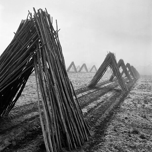 Hop poles a079959. Hop poles, stacked in tent shapes, arranged in lines