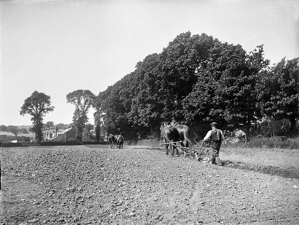 Horse ploughing MCF01_02_0372