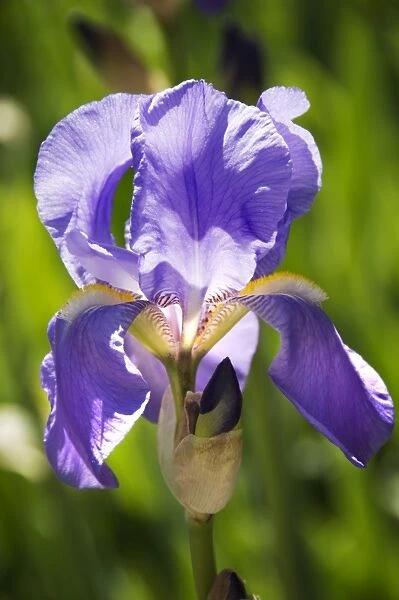 Iris flower N071174. ELTHAM PALACE, London. Detail of purple blue iris flower