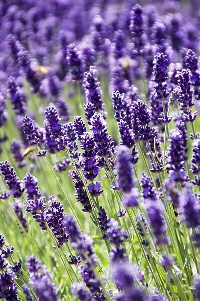 Lavender N060783. WITLEY COURT AND GARDENS, Worcestershire