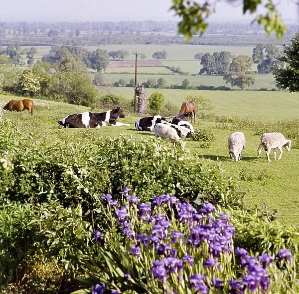 Livestock FF002985. Ashendon, Buckinghamshire