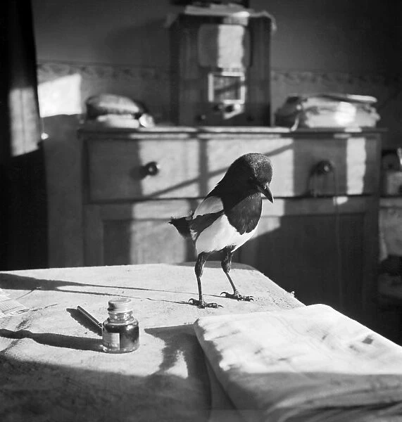 Magpie AA079744. A magpie standing next to an ink pot on a table inside a house in Kent
