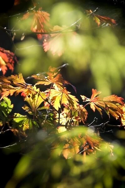 Detail of Maple leaves in Autumn N060815