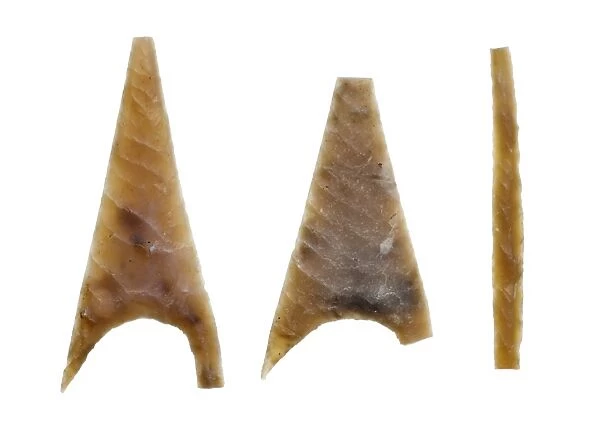 Neolithic arrowheads N100547