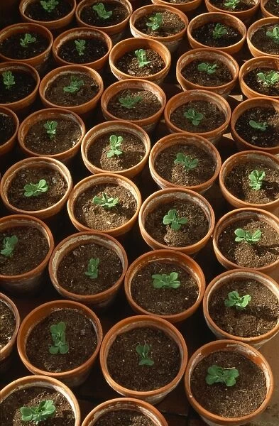 Pea seedlings in pots M070093
