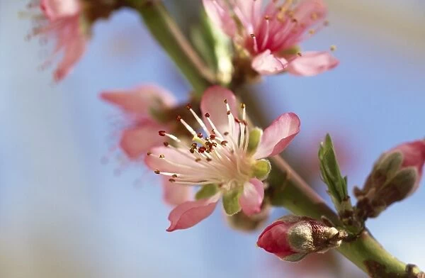 Peach blossom M070114