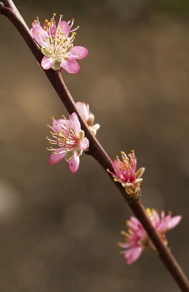 Peach blossom M070116