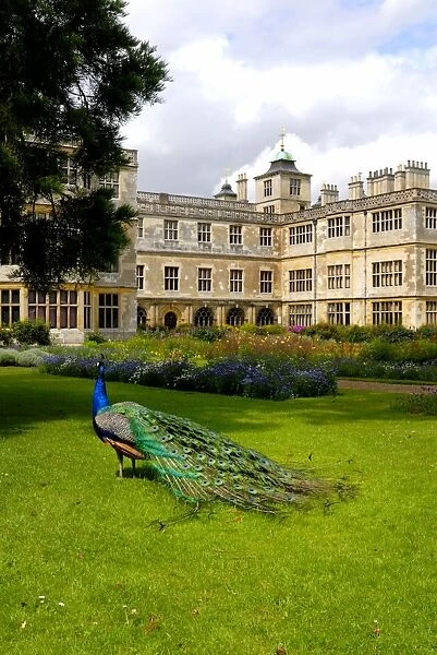 Peacock at Audley End N071334