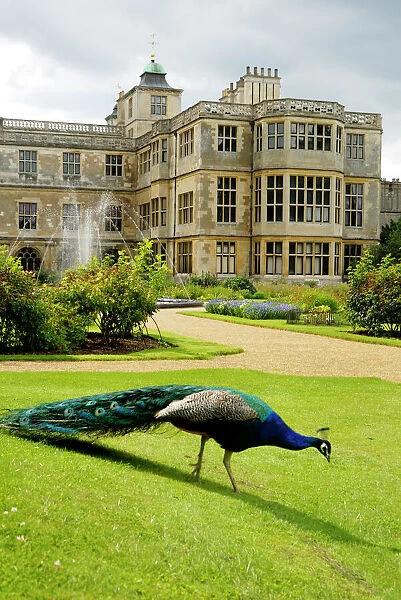 Peacock at Audley End N071337