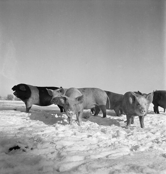 Pigs in snow AA090125