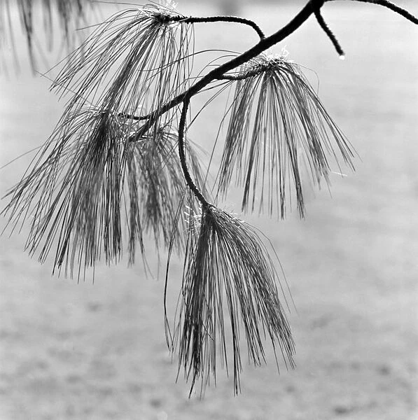 Pine tree needles AA064189