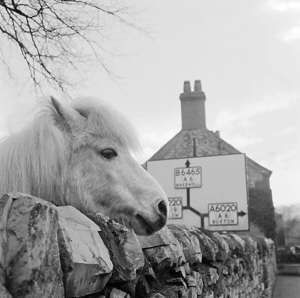 Pony AA069766. The head of a white pony peers over a dry stone wall