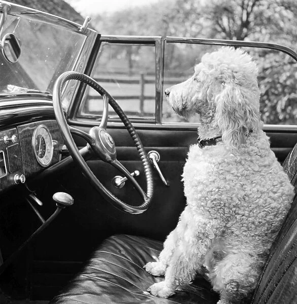 Poodle a054086. View of a car showing a poodle sitting in the drivers seat